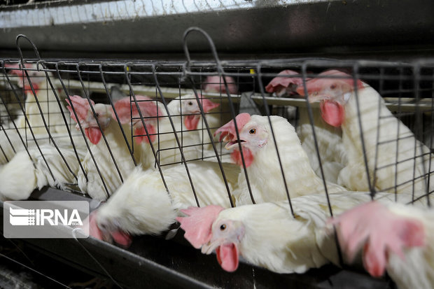 ۶ میلیون قطعه مرغ و طیور در اصفهان واکسینه شدند