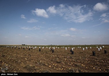 کشاورزان سیب‌زمینی‌کار استان اردبیل محصولات خود را بیمه کنند