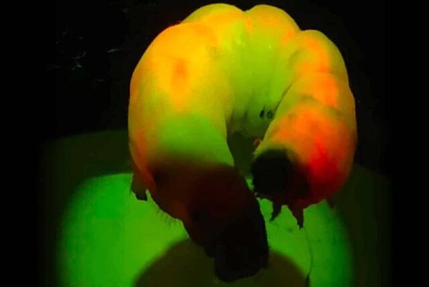 تولید گاز استریل از کرم ابریشم و صدف
