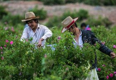 ۳۵ درصد اعضای نظام مهندسی کشاورزی استان جویای کارند