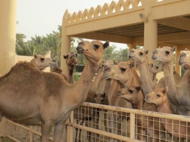 پرورش شترهای قطری؛ از شایعه تا واقعیت