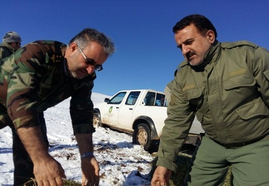 علوفه های زمستانی در منطقه حفاظت شده باشگل تاکستان توزیع شد