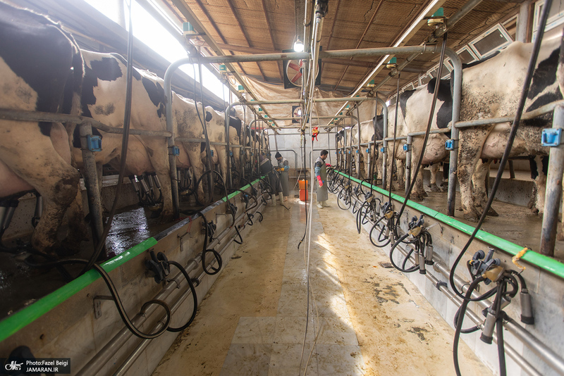 کارگران دامپروری؛ ستون‌های سلامت و آبادانی کشور