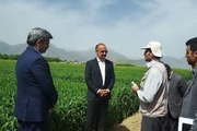 معاون استاندار کرمانشاه: معرفی ارقام پرمحصول به کشاورزان موجب افزایش تولید می شود