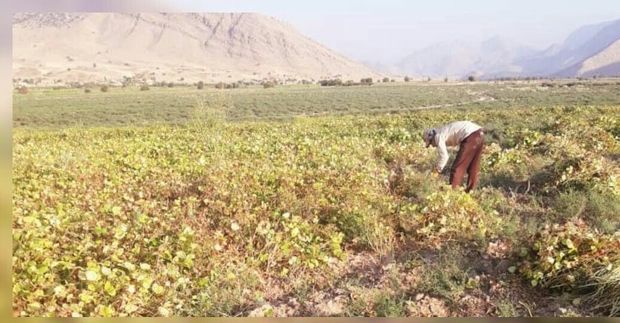 برداشت حبوبات در خوزستان شروع شد