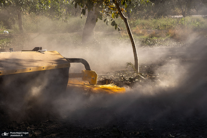 برداشت مکانیزه گردو در استان زنجان