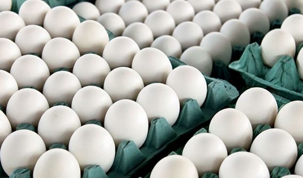 توزیع هر شانه تخم مرغ به قیمت 12600 تومان در آذربایجان غربی