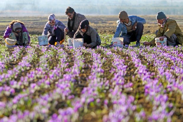 کشت زعفران در زاهدان آغاز شد