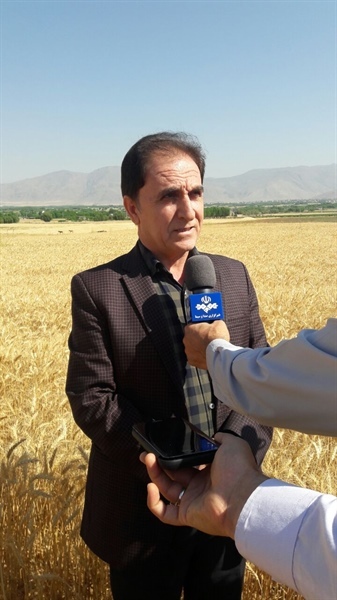 تولید 4000 تن دانه روغنی کلزا در استان