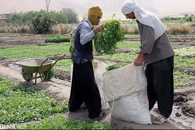 اشتغالزایی ۶۸ هزار نفر در بخش کشاورزی کرمانشاه هدف‌گذاری شده است