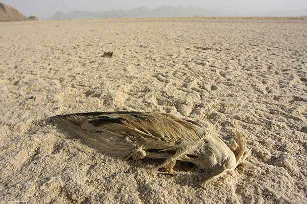 مرگ بختگان، تنها مرگ یک دریاچه نیست