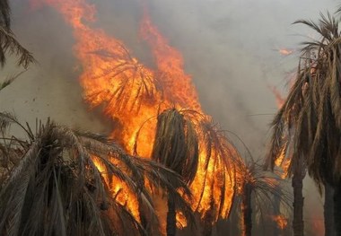 100 اصله نخل در ریگان طعمه حریق شد