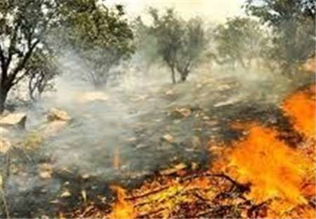 خسارت 84 میلیون ریالی آتش سوزی به جنگل های میناب
