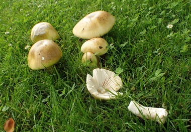 مصرف قارچ سمی 8 کشته و 449 مسموم برجا گذاشت