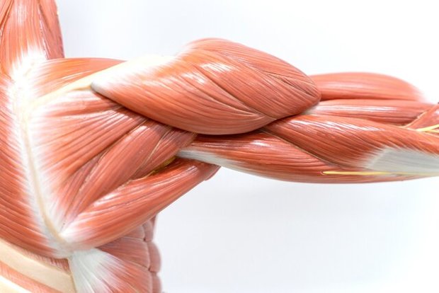  از این پروتئین طبیعی می توان عضله مصنوعی ساخت!
