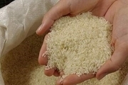برنج های وارداتی به قیمت مصوب عرضه می شود