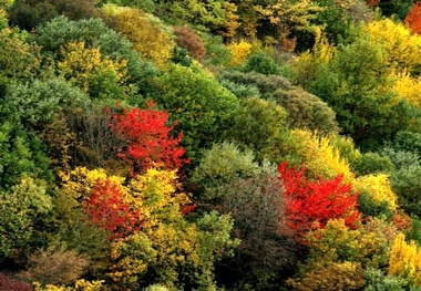 برگزاری کارگاه آموزشی آشنایی با قوانین حفاظتی جنگل های هیرکانی در گیلان