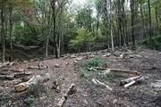 اعتراض اهالی یک روستا، مانع قطع درختان در کلاردشت شد