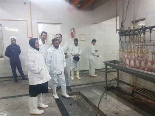 بازدید شبانه مدیرکل دامپزشکی استان از کشتارگاه صنعتی طیور وارنیک الیگودرز