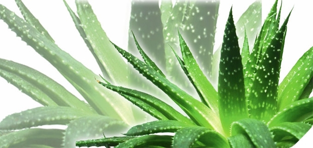 آلوئه ورا، این بار برای نوزادان