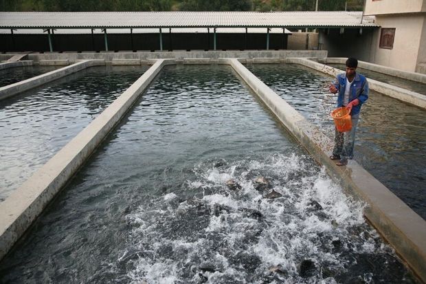 حدود ۲۴۴ تن ماهی سردآبی در روانسر تولید می‌شود