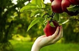 خرید تضمینی سیب درجه سه از باغداران استان زنجان