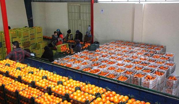 80 تن میوه برای توزیع در بازار شب عید دلفان تامین شد