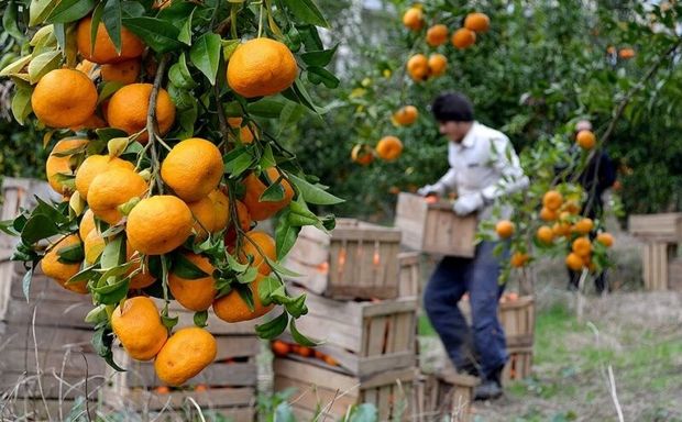 پیش‌بینی افزایش ۲ برابری صادرات مرکبات از مازندران