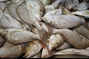 مقدار سیصد کیلوگرم ماهی فاسد و غیرقابل مصرف در شهرستان لردگان معدوم شد