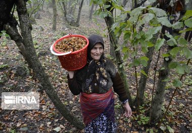 برداشت افزون بر هشت هزار میلیارد ریال فندق در گیلان