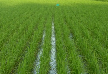 برنج کرمانشاه را حفظ کنیم