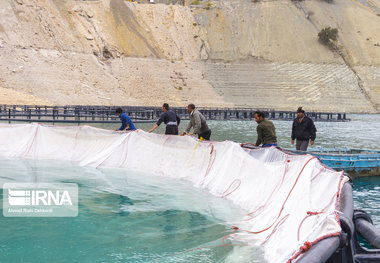 برداشت ۵۹۰۰تن ماهی در قفس درهرمزگان