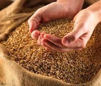 2300 تن بذر اصلاح شده در شیروان توزیع شد