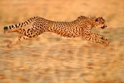 تصاویر شگفت انگیز از سرعت گرفتن یوزپلنگ!