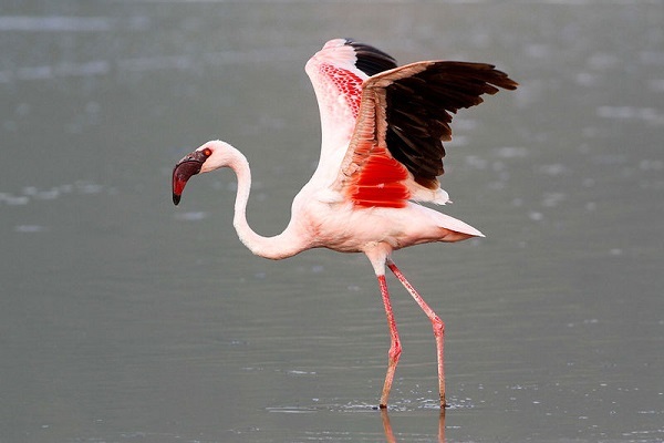 یک قطعه فلامینگو در شمال غرب گلستان به طبیعت بازگشت