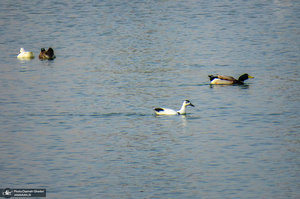 دریاچه مصنوعی جوان قم