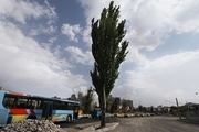 حفظ و نگهداری درخت قدیمی منطقه زعفرانیه علی‌رغم اجرای طرح تفصیلی