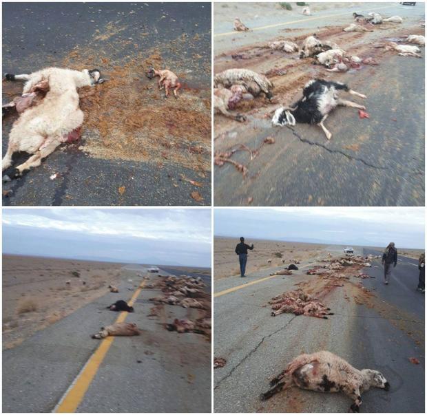 تلف شدن 60 راس گوسفند بر اثر برخورد با تریلی در مسیر ایرانشهر - بزمان