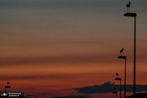 منتخب تصاویر امروز جهان- 26 مرداد 1400