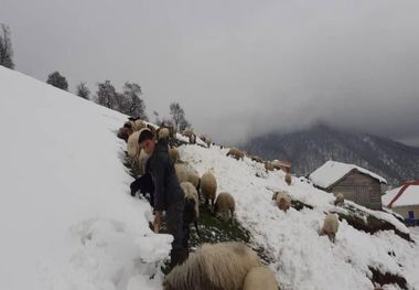 مختل شدن کوچ بهاره دامداران رضوانشهری با بارش ناگهانی برف