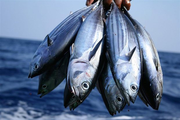 احتمال بالای مسمومیت با خرید ماهی از دست‌فروشان