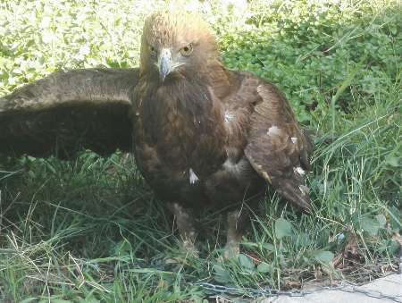 محیط زیست کازرون،عقاب را از گرفتاری درآورد