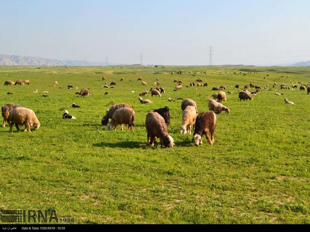 تفاهم نامه بیمه دام سبک عشایر خوزستان منعقد شد