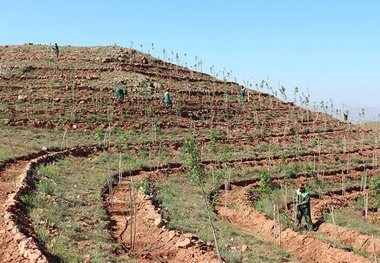 2400 هکتار زمین در کردستان جنگل کاری می شود