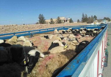 افزایش ۲۰ درصدی خروج دام سبک از خراسان شمالی