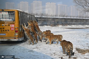 منتخب تصاویر امروز جهان - 17 دی 1401
