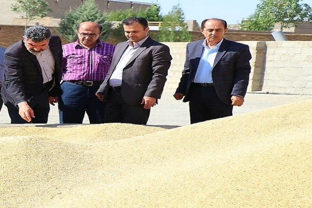 32 هزار تن گندم از کشاورزان بوکانی خریداری شد