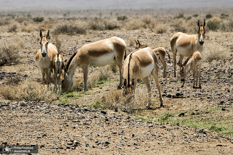 منتخب تصاویر امروز جهان- 23 تیر 1400
