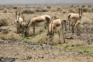منتخب تصاویر امروز جهان- 23 تیر 1400