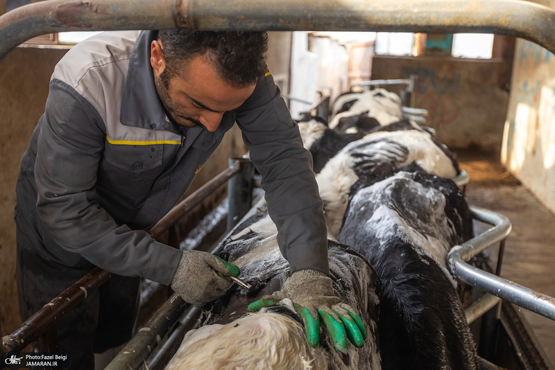 کارگران دامپروری؛ ستون‌های سلامت و آبادانی کشور